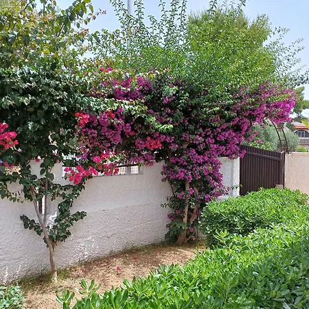 Bouganville